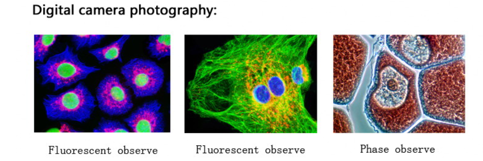 microscopes